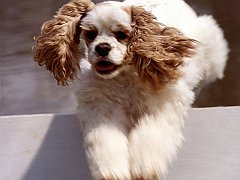 Sparkle, _Agility Champion_